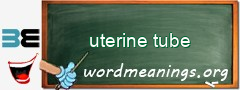 WordMeaning blackboard for uterine tube